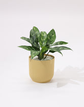 نبتة الاجلونيما ماريا حوض بلاستيك مخطط باللون الزهري